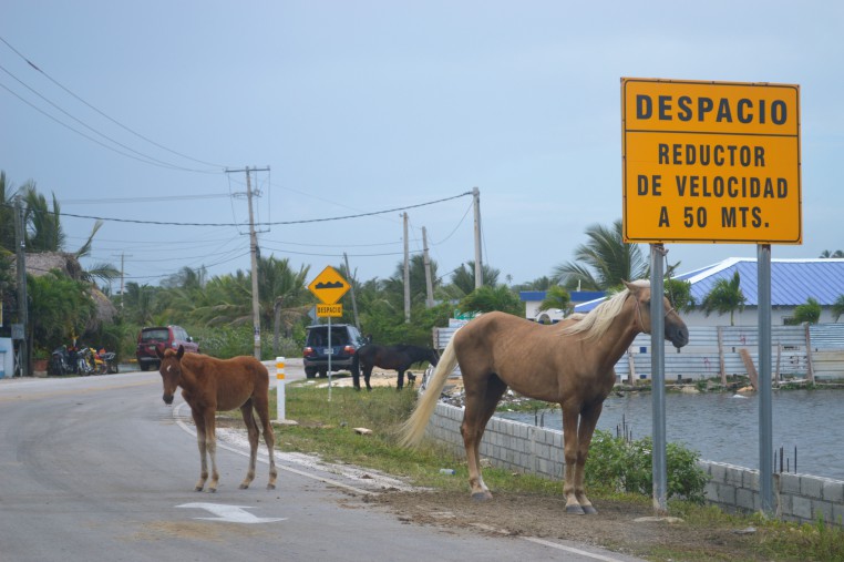 Horses on a road in Dominican Republic
