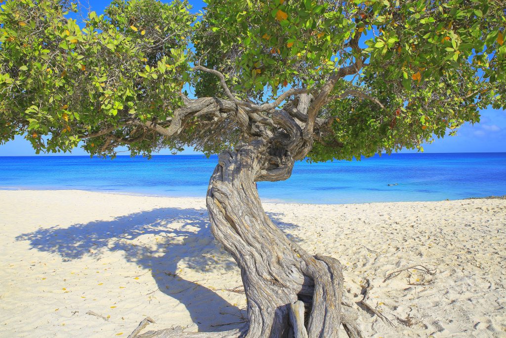 Beautiful Divi Divi tree on an empty beach in Aruba
