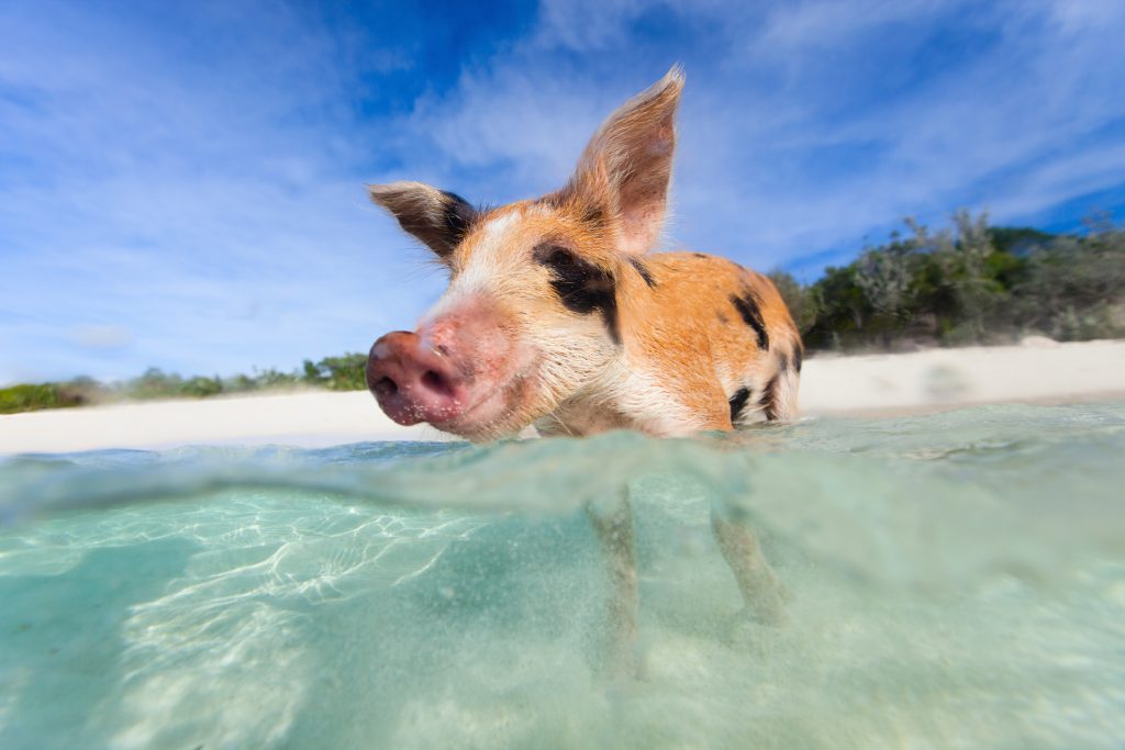 Swimming pig in a water at beach on Exuma island Bahamas