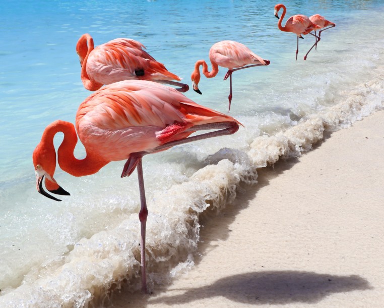 Flamingos of Aruba