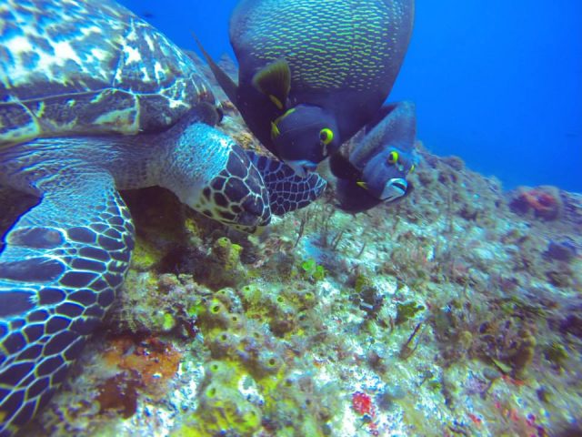 scuba diving trips in caribbean